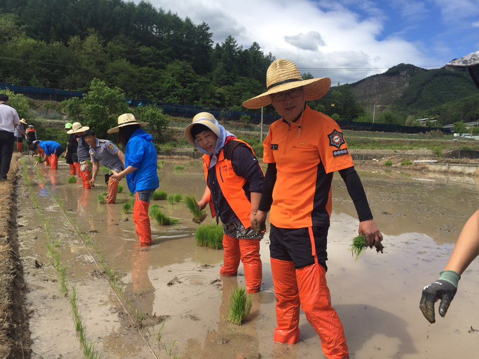 (170526사진1)_횡성소방서,_그때_그_시절‘추억의_모내기_체험’.jpg