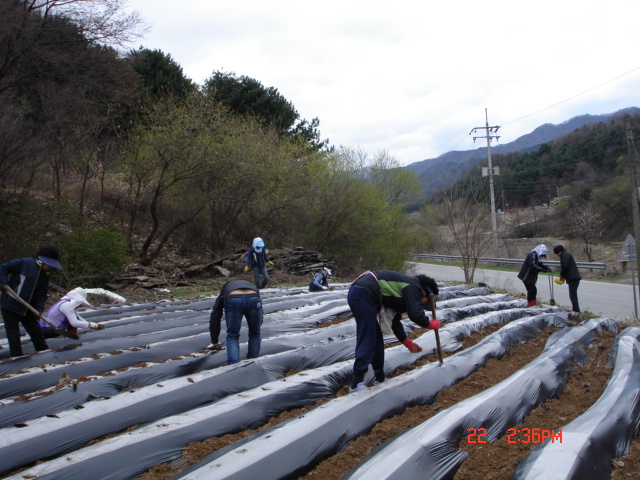 밭농사_비닐포장.JPG